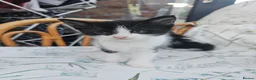 Mixed Breed cats for sale: Very friendly playful Kittens 3 boys 1 girl - Advert 2