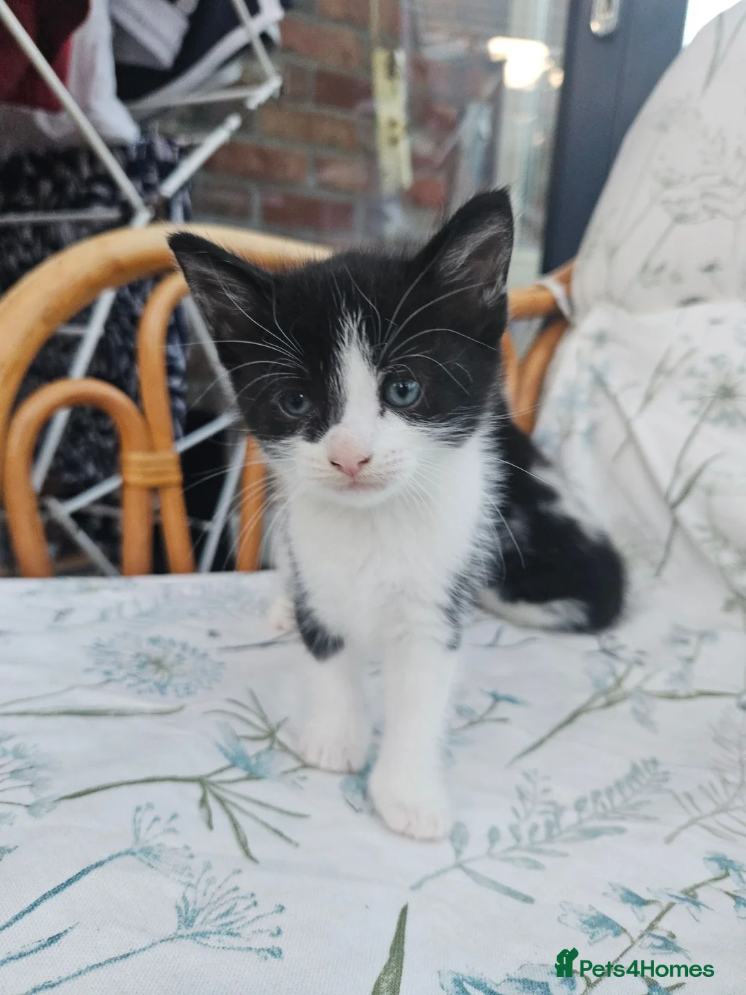 Mixed Breed cats for sale: Very friendly playful Kittens 3 boys 1 girl - Advert 2