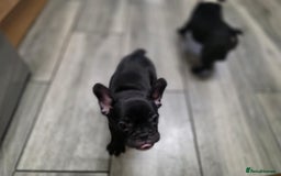 French Bulldog dogs for sale: 2 Adult French bulldogs and 4 Puppies  - Image 28