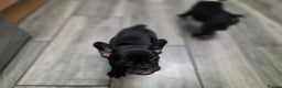 French Bulldog dogs for sale: 2 Adult French bulldogs and 4 Puppies  - Advert 28