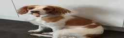 Cocker Spaniel dogs for sale: Ready to leave lemon and white kc registered girl - Advert 2