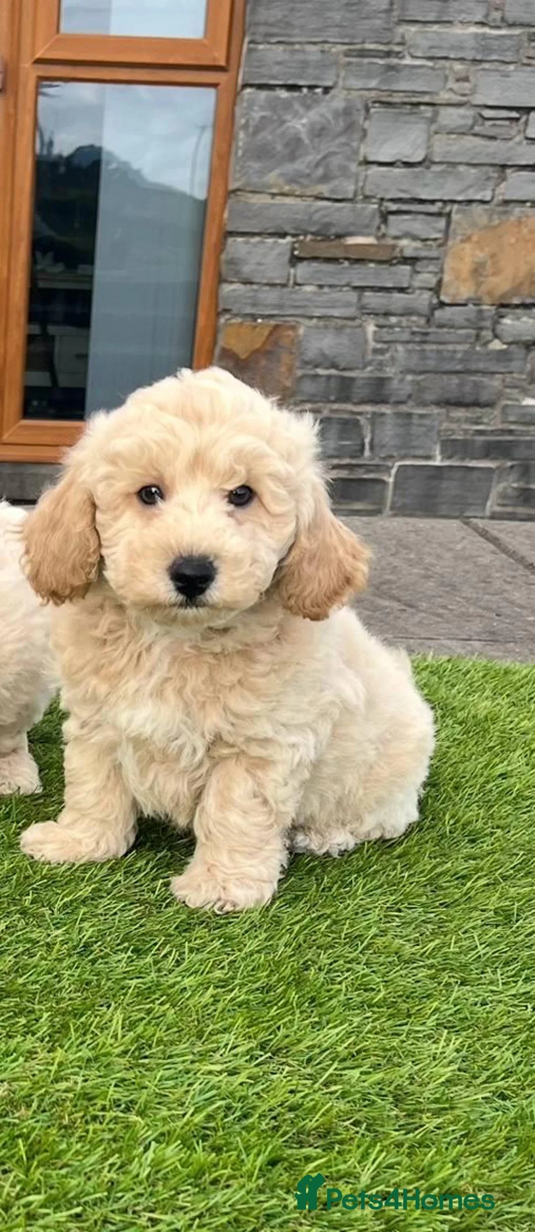 Poochon dogs for sale: Poochon Puppies - Advert 28