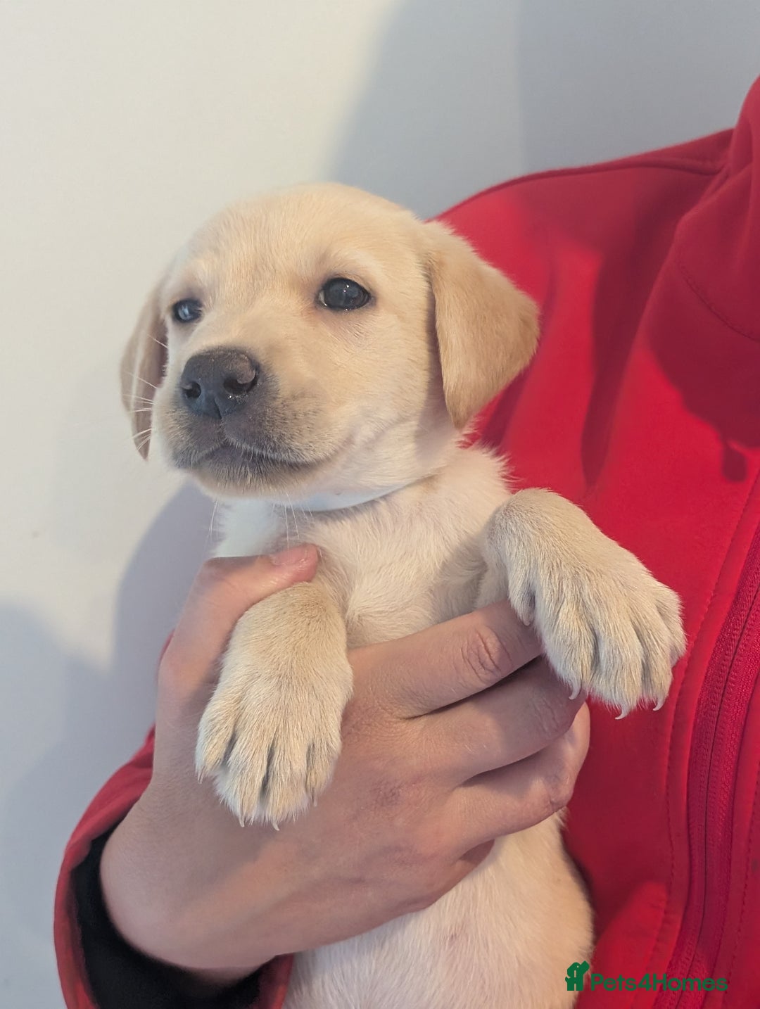 Labrador Retriever dogs for sale: KC Reg many Champion lines Drakeshead in pedigree  - Image 14