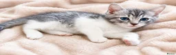 Ragdoll cats for sale: Ragdoll cross domestic shorthair mix kittens in London - Advert 4