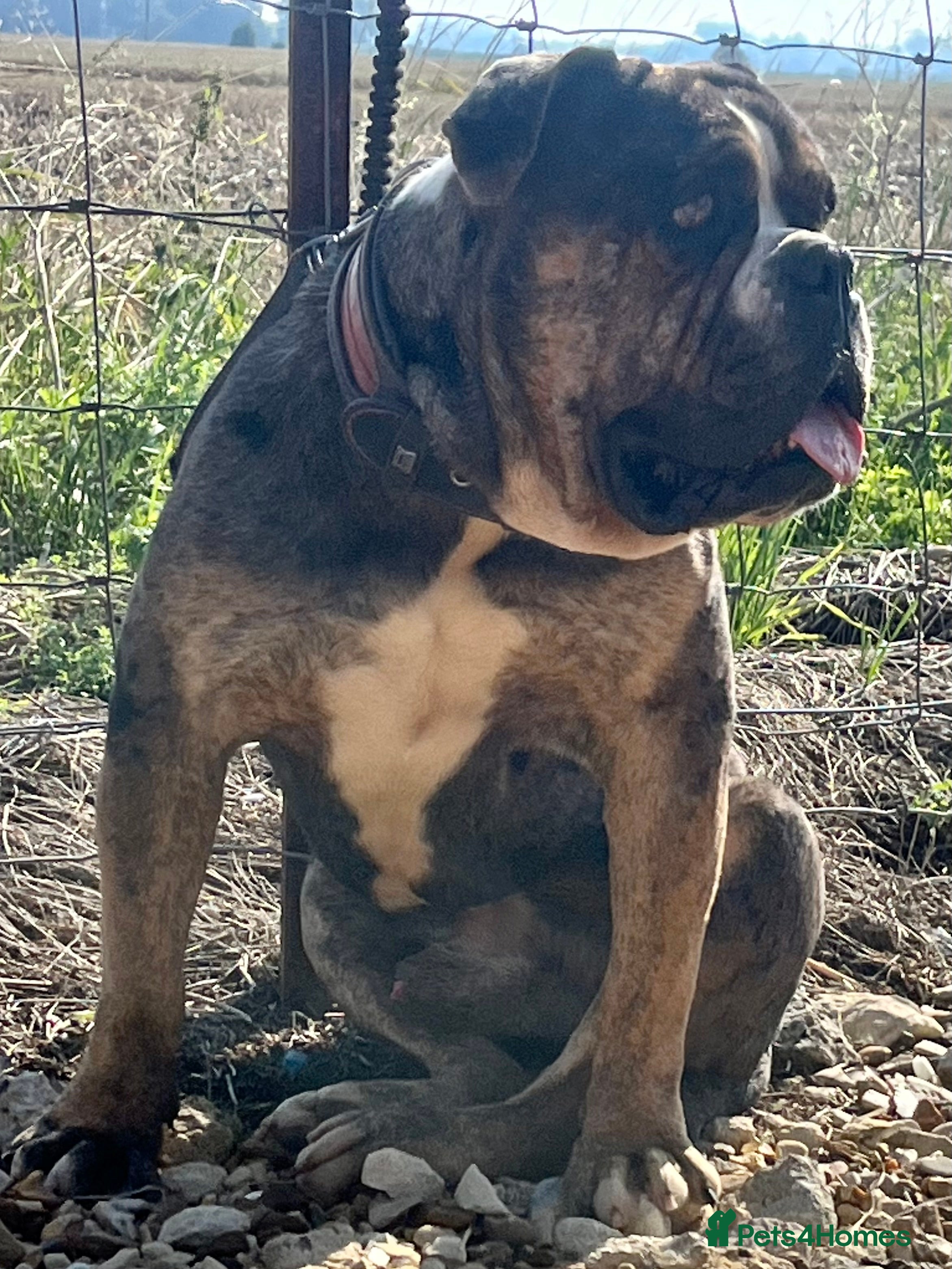 Alapaha Blue Blood Bulldog dogs AMERICAN IMPORT LINGRENS XANTHOS TRI( at/at )  in Wallasey - Advert 7