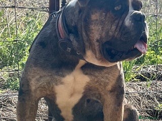 Alapaha Blue Blood Bulldog dogs AMERICAN IMPORT LINGRENS XANTHOS TRI( at/at ) in Wallasey - Advert 1