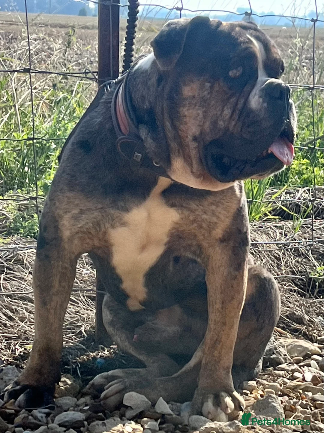 Alapaha Blue Blood Bulldog dogs for stud: NECKS ALAPAHA UK LINGRENS XANTHOS TRI( at/at )  in Wallasey - Advert 1