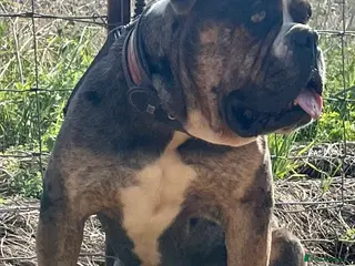 Alapaha Blue Blood Bulldog dogs NECKS ALAPAHA UK LINGRENS XANTHOS TRI( at/at ) in Wallasey - Advert 1