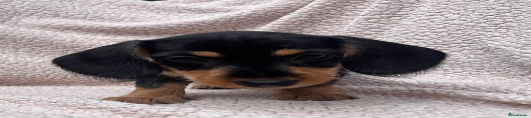 Miniature Dachshund Puppy 2