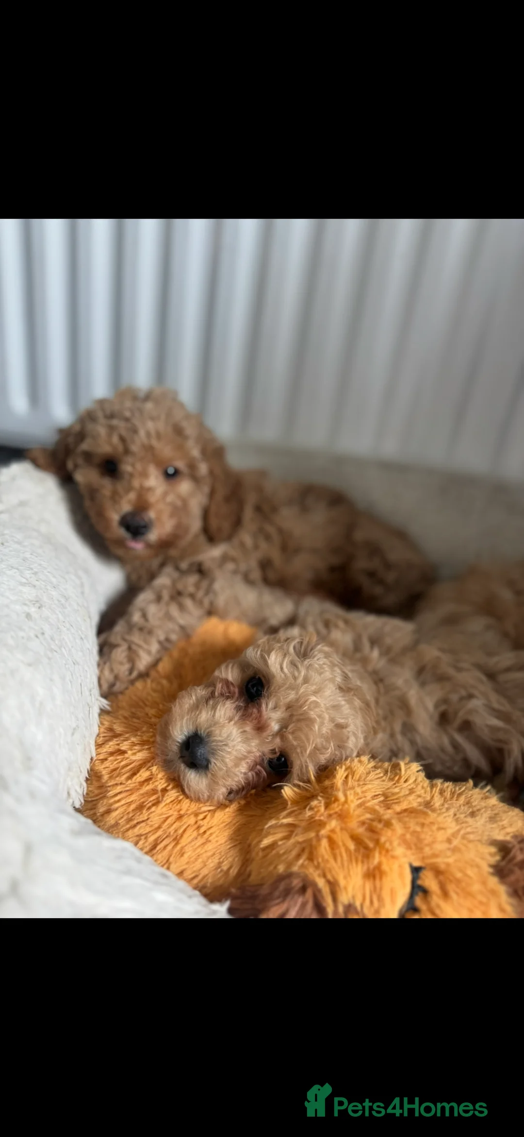 Mixed Breed dogs for sale: Puppies due 10 March - Advert 4