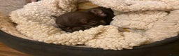 French Bulldog dogs for sale: Beautiful chocolate girl  - Advert 5