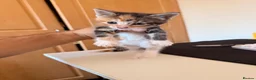 Mixed Breed cats for sale: 4 Beatiful Kittens to be adopted  - Advert 10