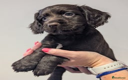 Cocker Spaniel dogs for sale: LAST GIRL LEFT. Working Cocker spaniel, 7wks old - Image 4