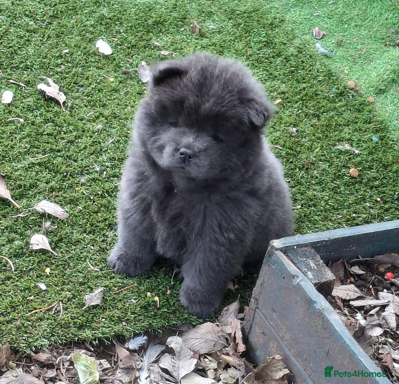 Chow Chow dogs Beautiful champion sired chow chow pups - Advert 4