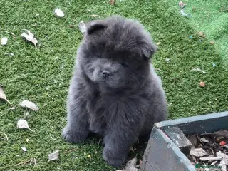 Chow Chow dogs Beautiful champion sired chow chow pups - Advert 4