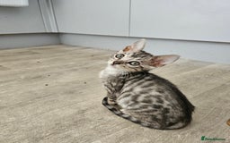 Bengal cats for sale: 2 stunning unique snow bengal kittens left  - Image 10