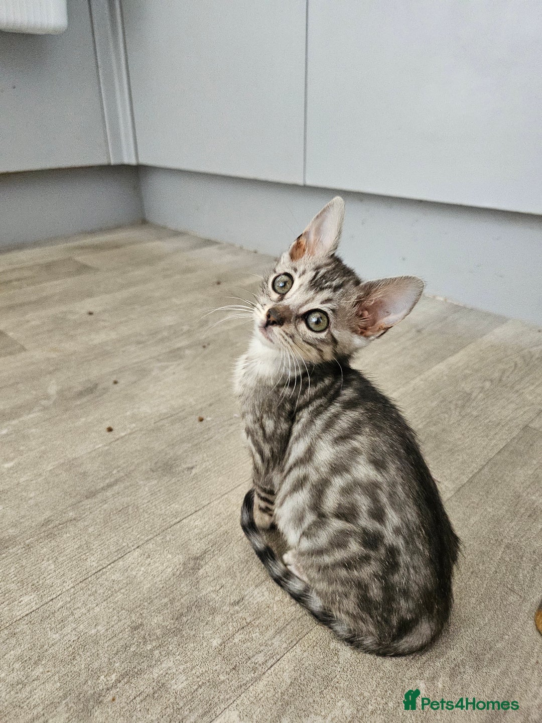 Bengal cats for sale: 2 stunning unique snow bengal kittens left  - Image 10