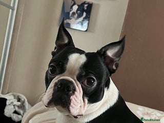 Border Terrier dogs in Leeds - Advert 7