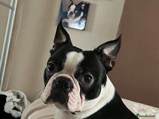 Border Terrier dogs Kc Boston terrier stud in Leeds - Advert 3