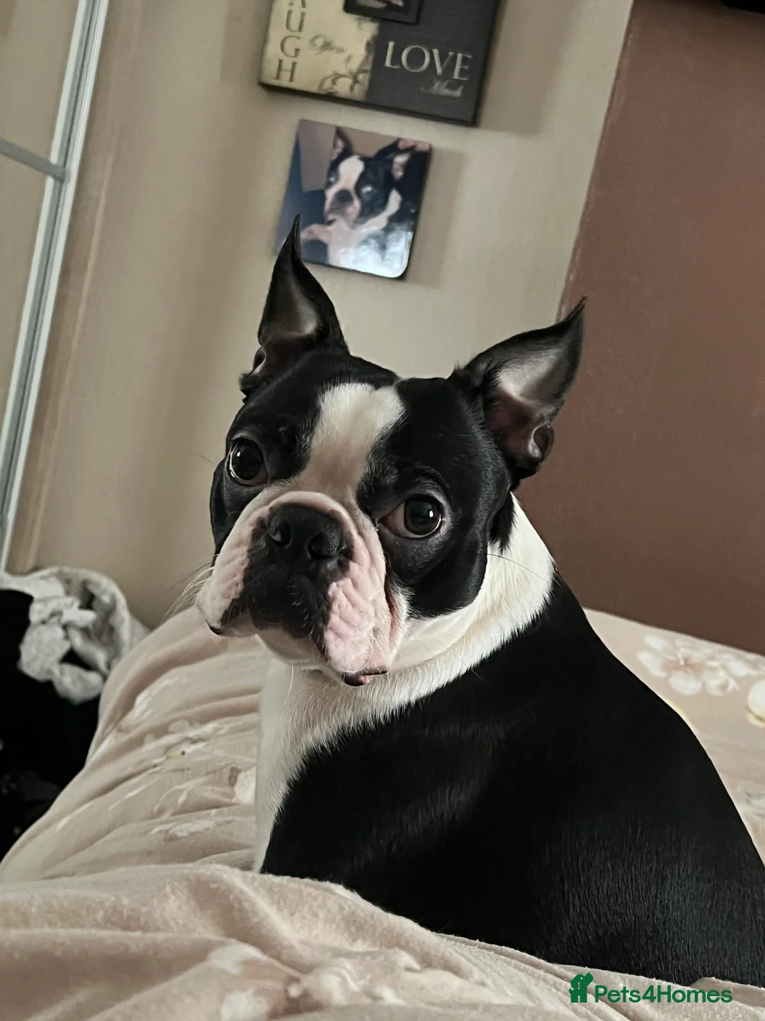 Border Terrier dogs for stud: Kc Boston terrier stud  in Leeds - Advert 1