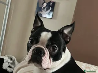 Border Terrier dogs Kc Boston terrier stud in Leeds - Advert 2