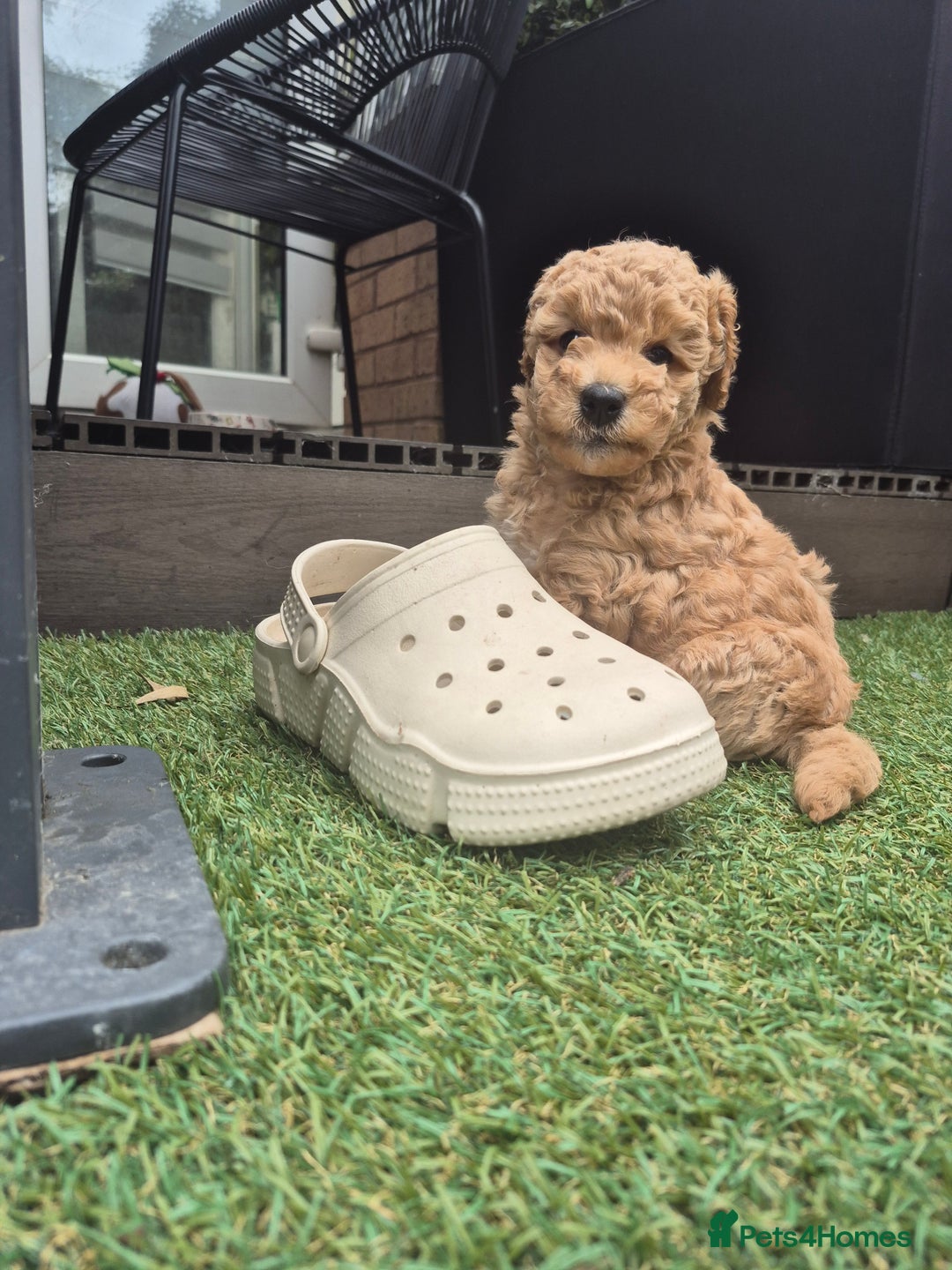 Mixed Breed dogs for sale: ❤️ STUNNING WESTIEPOO PUPS ❤️ - Image 5