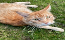 Maine Coon cats for sale: Donnie The Maine Coon - 4 y/o in Stoke-on-Trent - Image 7