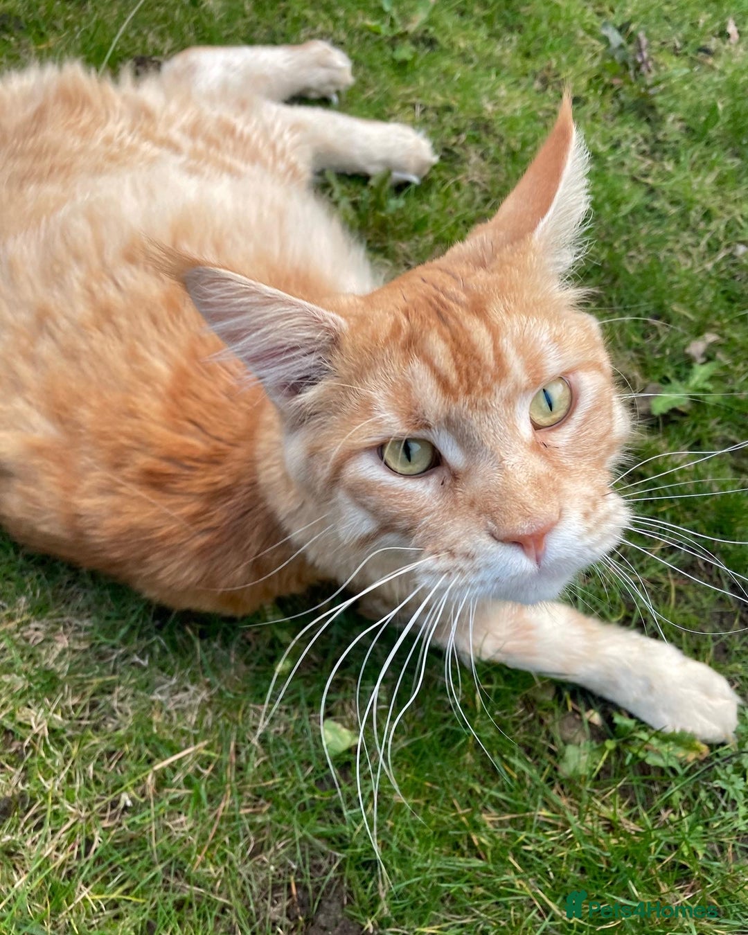 Maine Coon cats for sale: Donnie The Maine Coon - 4 y/o in Stoke-on-Trent - Image 7