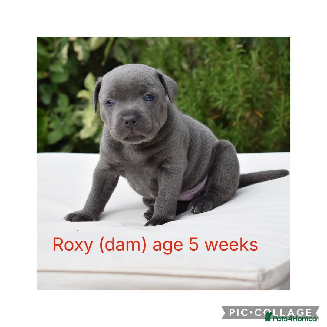 Staffordshire Bull Terrier dogs for sale: Staffordshire bull terrier pups. - Advert 3