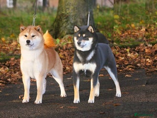 Japanese Shiba Inu dogs - Advert 28