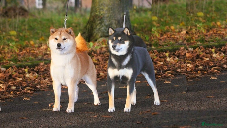 Japanese Shiba Inu dogs - Advert 12