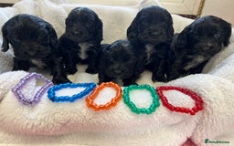 Cocker Spaniel dogs for sale: Kc registered Show cocker spaniel  - Image 15