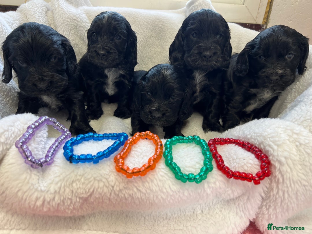 Cocker Spaniel dogs for sale: Kc registered Show cocker spaniel  - Image 15