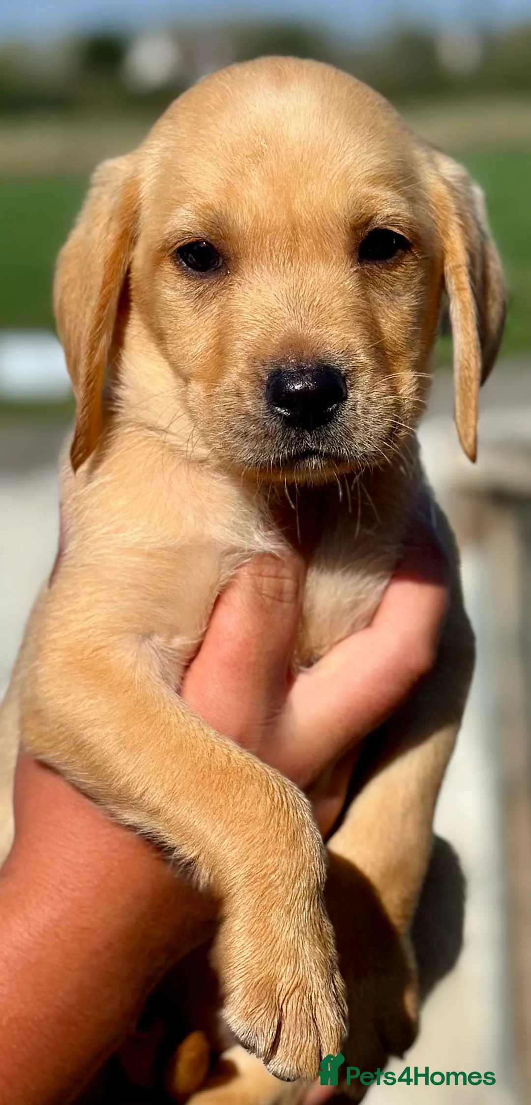 Labrador Retriever dogs for sale: RKC REG’D GOLDEN YELLOW BEAUTIFUL LAB PUPS - Advert 27