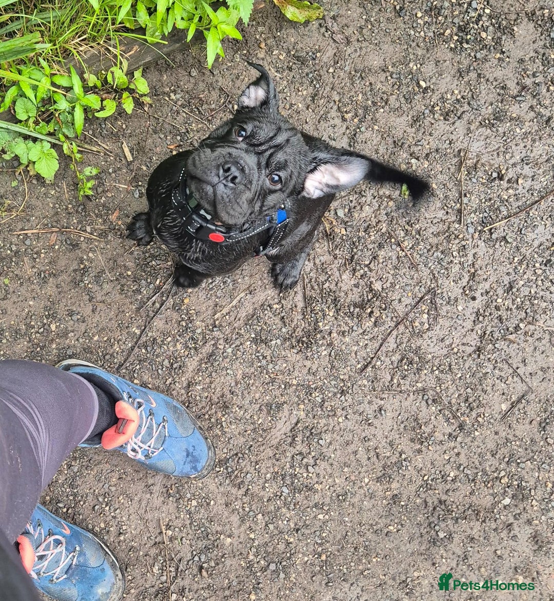 Mixed Breed dogs for sale: Bruno - puppy requiring forever home - Image 1
