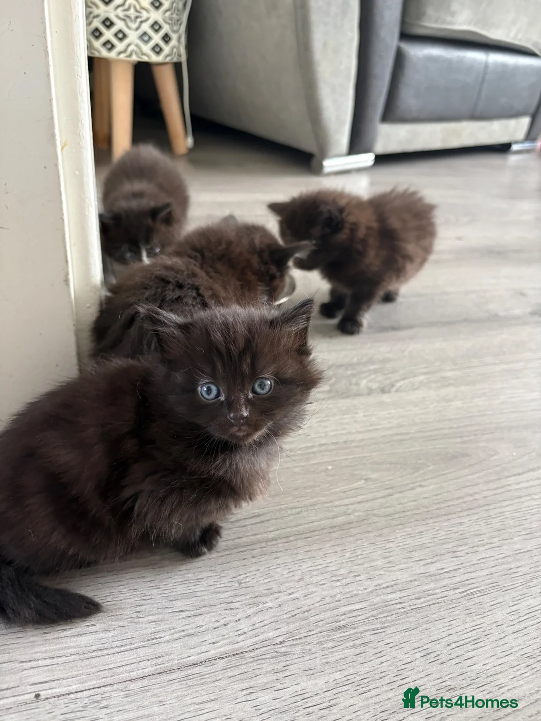 Mixed Breed cats for sale: Fluffy kittens - Advert 2
