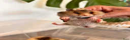 Hamster rodents for sale: Baby syrian hamsters  - Advert 18