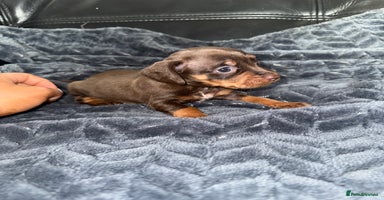 Mixed Breed dogs - Advert 4