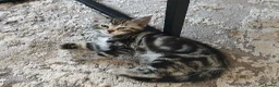 Mixed Breed cats for sale: Bengal Marble & Turkish Agora - Advert 8