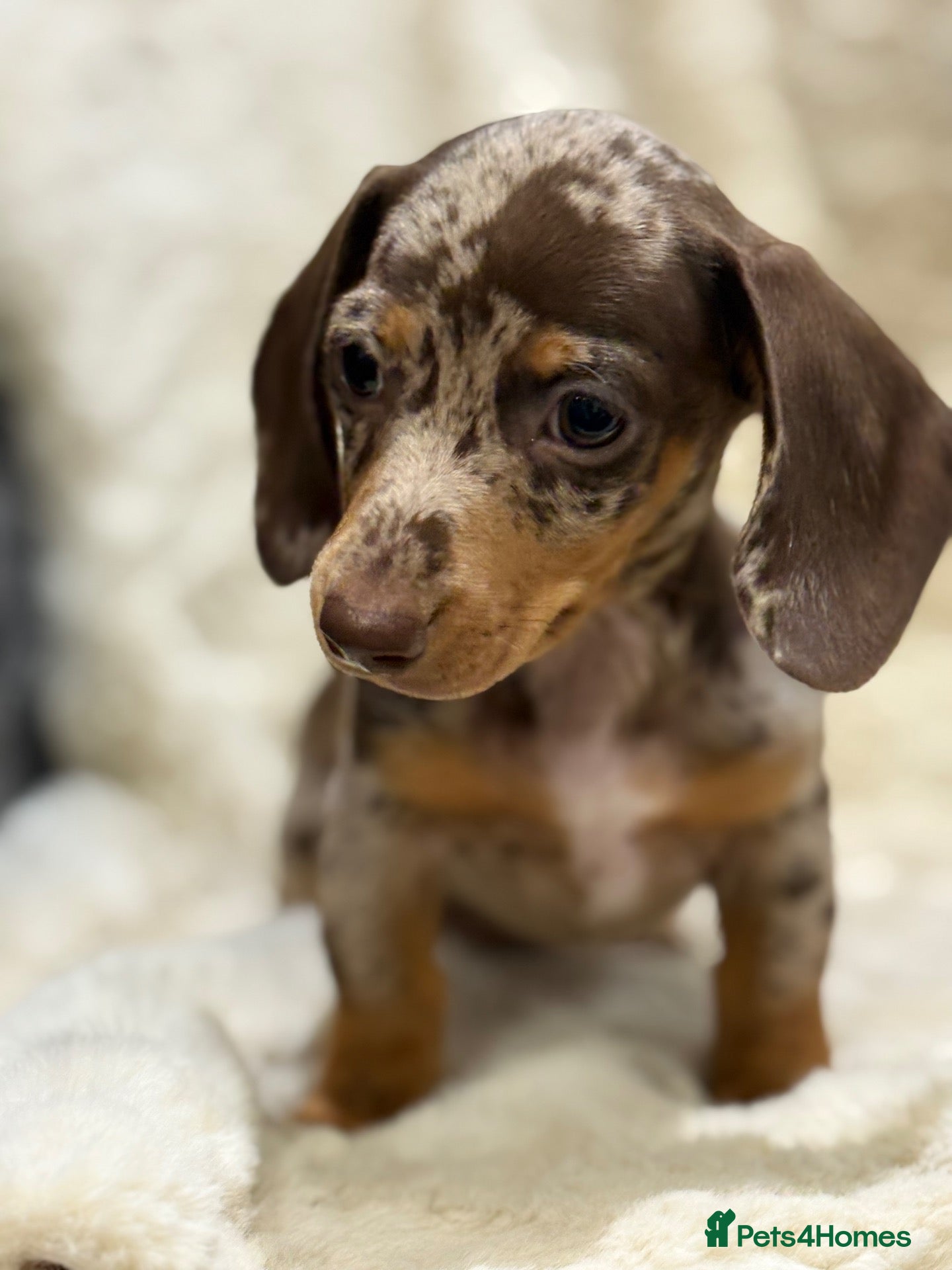 Miniature Dachshund dogs Top quality mini smooth dachshund puppies  - Advert 2