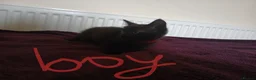 Mixed Breed cats for sale: Black fluffy babies 🖤🐈‍⬛️ - Advert 7