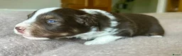 Australian Shepherd dogs for sale: Rare Show Lines KC purebred Mini Aussie (MAS)  - Advert 9