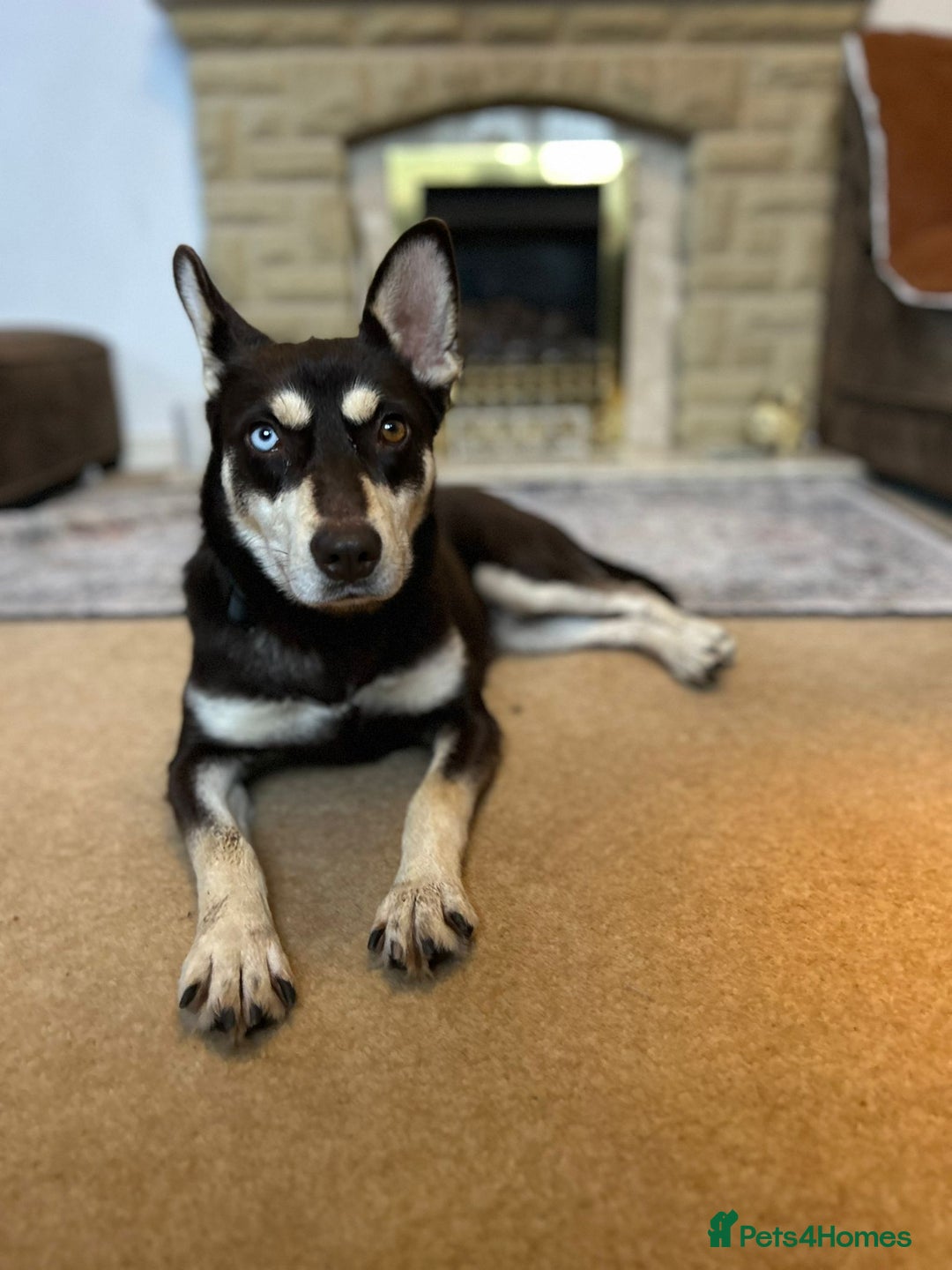 Mixed Breed dogs for adoption: ❤️Azara❤️: 3-year-old small-to-low-medium girl  - Advert 2