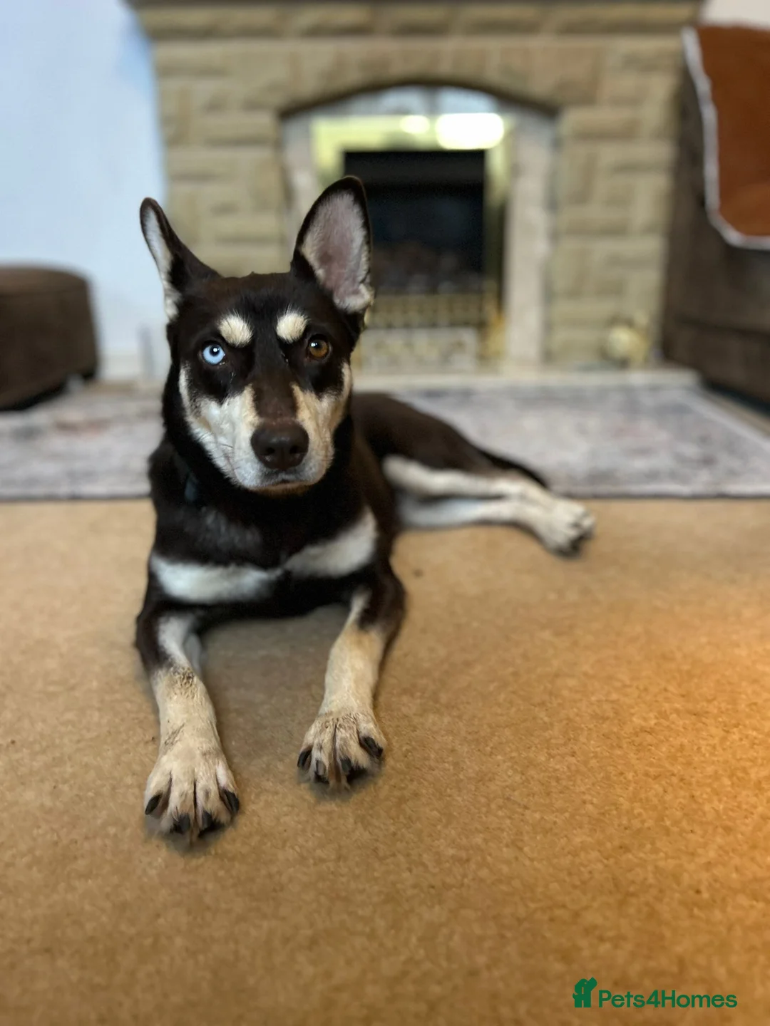 Mixed Breed dogs for adoption: ❤️Azara❤️: 3-year-old small-to-low-medium girl  - Advert 2