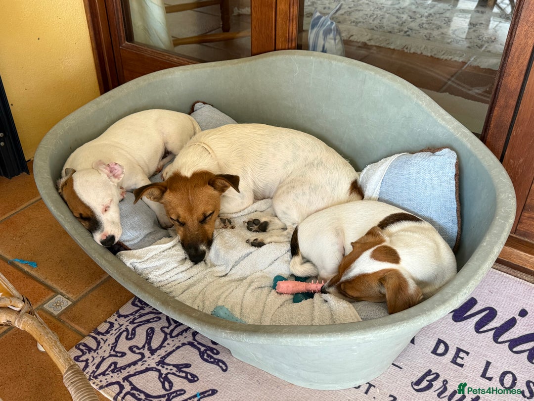 Jack Russell dogs for sale: Lovely Male Jack Russell Terrier - Image 3