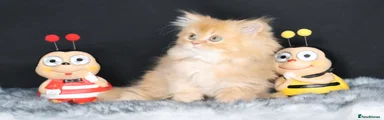 British Longhair Kitten 2