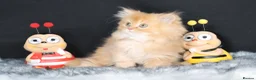 British Longhair cats for sale: Register Golden British Longhair/Shorthaired  - Advert 4