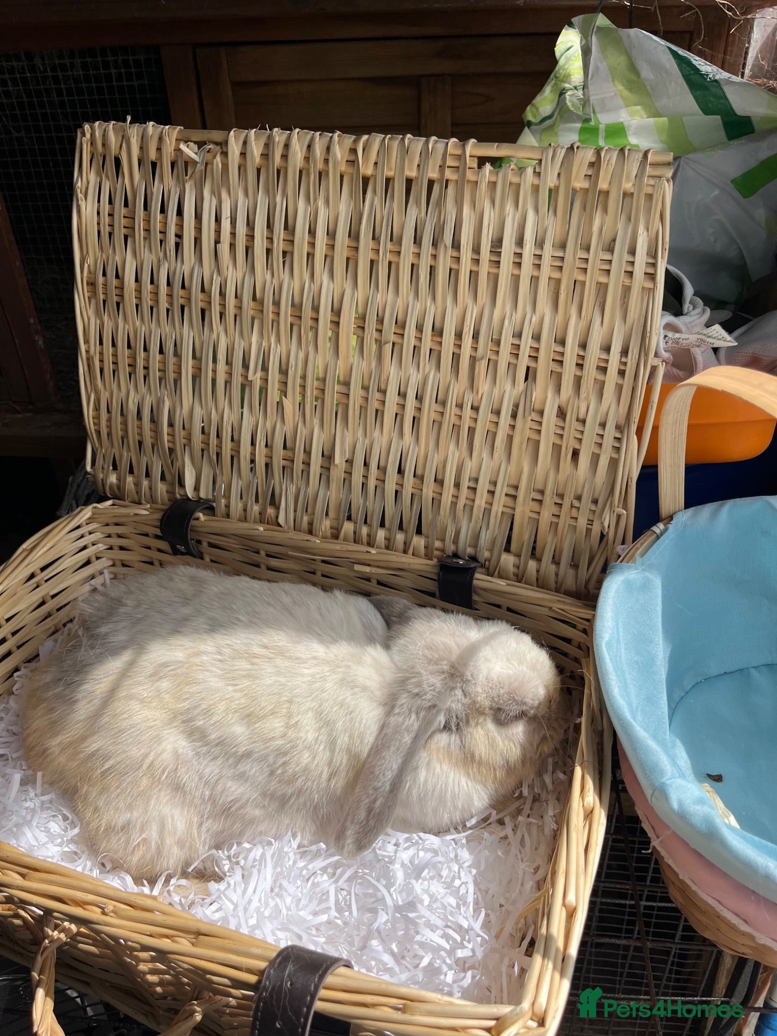 Mini Lop rabbits Early Summer 2026 - Advert 2