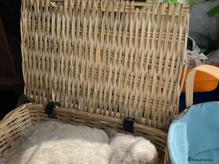 Mini Lop rabbits Early Summer 2026 - Advert 2