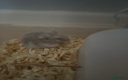 Hamster rodents for sale: Dwarf hamster  - Image 2